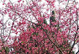 桃花圖片