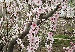 桃花圖片