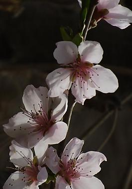 朵朵桃花圖片