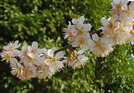 櫻桃花圖片