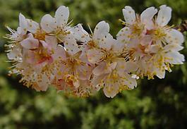 櫻桃花圖片