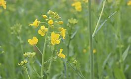 油菜花圖片