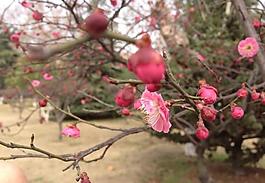 梅花圖片