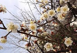 梅花圖片