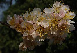 櫻桃花圖片