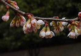 櫻桃花圖片