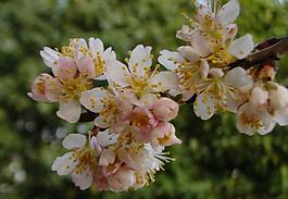 櫻桃花圖片