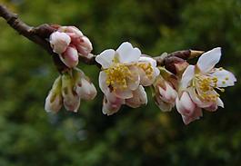 櫻桃花圖片