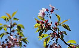 櫻花圖片