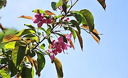 櫻花圖片