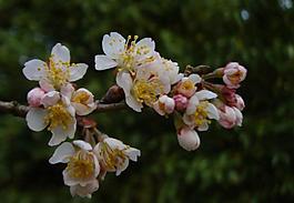 櫻桃花圖片