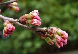 櫻桃花圖片