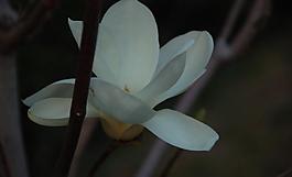 玉蘭花圖片