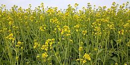 油菜花圖片