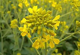油菜花圖片