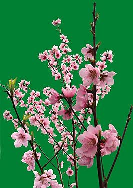 桃花 花圖片
