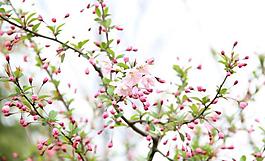 櫻花圖片
