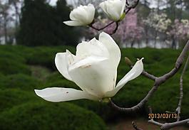 玉蘭花圖片