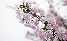 櫻花圖片