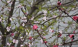 雙色桃花圖片