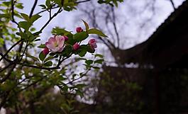 桃花圖片