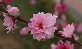 桃花圖片
