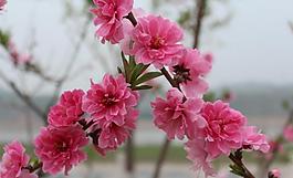 桃花圖片
