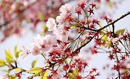 櫻花圖片