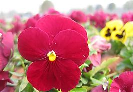 迎春花圖片
