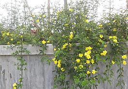 迎春花图片