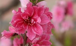 桃花圖片