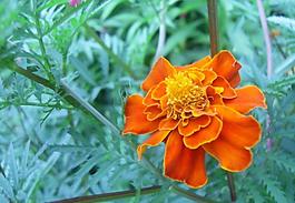 野菊花圖片