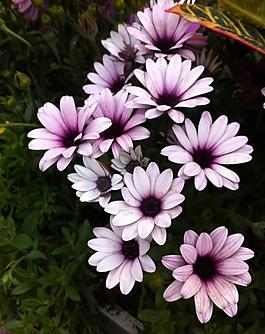 菊花图片