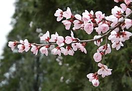 桃花圖片