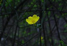 迎春花圖片