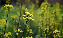 油菜花圖片