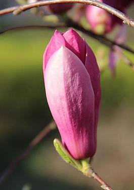 玉蘭花圖片