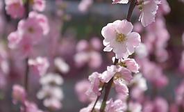 春花圖片