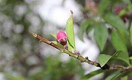 桃花圖片