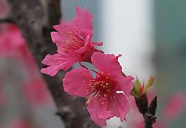 櫻花圖片
