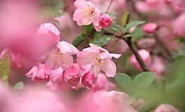 桃花圖片