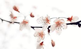 櫻花圖片