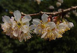 櫻桃花圖片