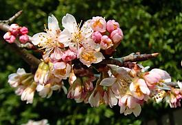 櫻桃花圖片