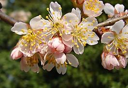 櫻桃花圖片