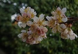 櫻桃花圖片