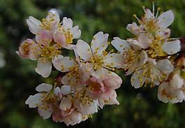 櫻桃花圖片