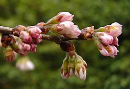 櫻桃花圖片