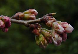 櫻桃花圖片