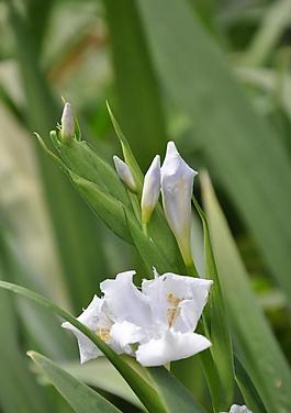 鳶尾花圖片